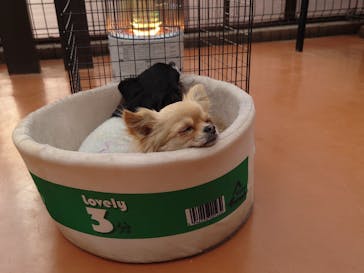 世界の名犬牧場に投稿された画像（2024/12/28）