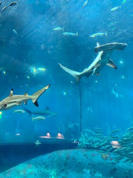 葛西臨海水族園に投稿された画像（2024/12/28）