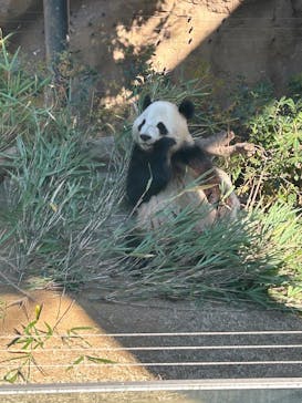 恩賜上野動物園に投稿された画像（2024/12/28）