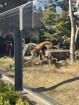 恩賜上野動物園に投稿された画像（2024/12/28）