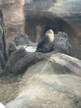 恩賜上野動物園に投稿された画像（2024/12/28）