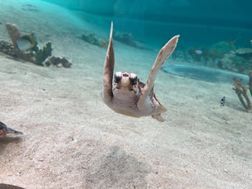 鴨川シーワールドに投稿された画像（2024/12/28）