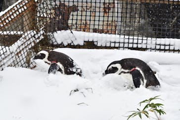那須どうぶつ王国に投稿された画像（2024/12/29）
