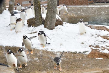 那須どうぶつ王国に投稿された画像（2024/12/29）