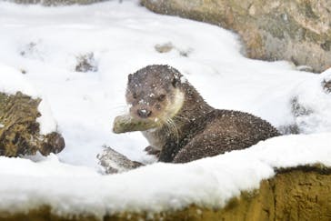 那須どうぶつ王国に投稿された画像（2024/12/29）