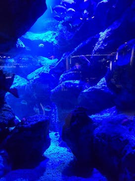 すみだ水族館に投稿された画像（2024/12/29）