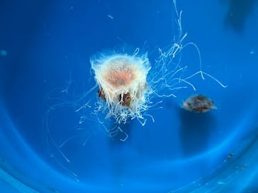 新江ノ島水族館に投稿された画像（2024/12/29）