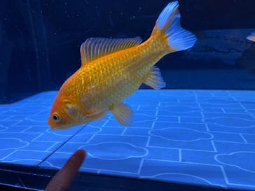 すみだ水族館に投稿された画像（2024/12/29）