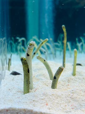 すみだ水族館に投稿された画像（2024/12/29）