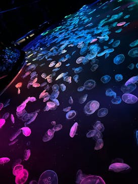 すみだ水族館に投稿された画像（2024/12/29）