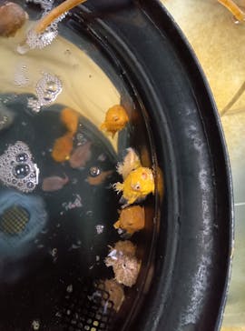 アクアマリンふくしまに投稿された画像（2024/12/29）