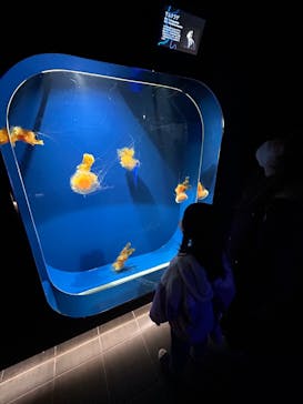 鴨川シーワールドに投稿された画像（2024/12/29）