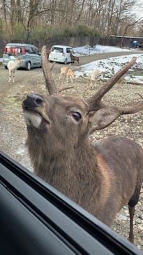 那須サファリパークに投稿された画像（2024/12/29）