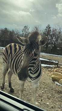 那須サファリパークに投稿された画像（2024/12/29）