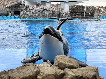 名古屋港水族館に投稿された画像（2024/12/29）