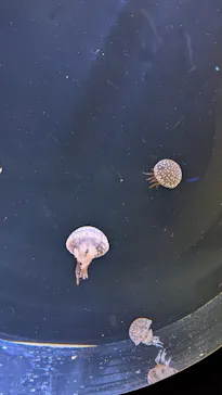 仙台うみの杜水族館に投稿された画像（2024/12/29）