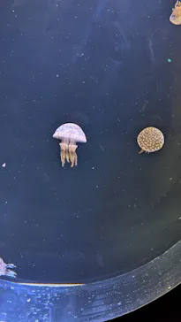 仙台うみの杜水族館に投稿された画像（2024/12/29）