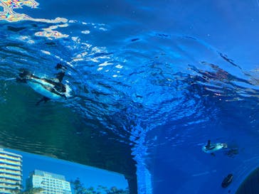 サンシャイン水族館に投稿された画像（2024/12/29）