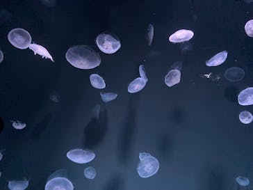 サンシャイン水族館に投稿された画像（2024/12/29）