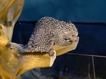 カワスイ 川崎⽔族館に投稿された画像（2024/12/29）