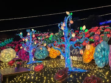 伊豆高原グランイルミに投稿された画像（2024/12/29）