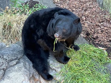 恩賜上野動物園に投稿された画像（2024/12/29）