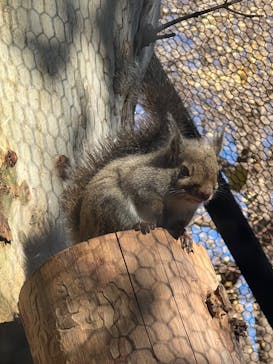 恩賜上野動物園に投稿された画像（2024/12/29）