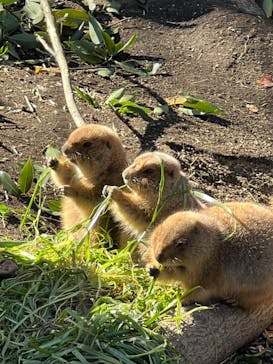 恩賜上野動物園に投稿された画像（2024/12/29）