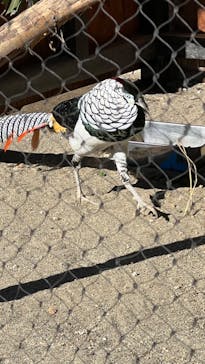 恩賜上野動物園に投稿された画像（2024/12/29）