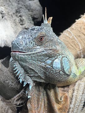 恩賜上野動物園に投稿された画像（2024/12/29）
