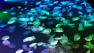 すみだ水族館に投稿された画像（2024/12/29）