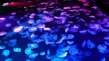 すみだ水族館に投稿された画像（2024/12/29）