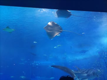 沖縄美ら海水族館に投稿された画像（2024/12/29）