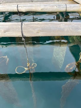 真珠工房 真珠の里に投稿された画像（2024/12/21）