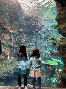 鴨川シーワールドに投稿された画像（2024/12/29）