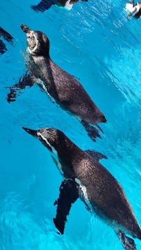 下田海中水族館に投稿された画像（2024/12/29）