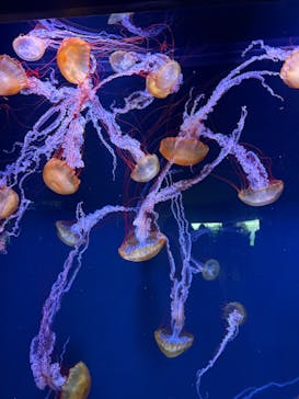すみだ水族館に投稿された画像（2024/12/29）