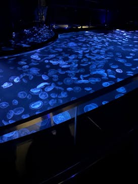 すみだ水族館に投稿された画像（2024/12/29）