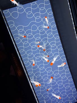 すみだ水族館に投稿された画像（2024/12/29）