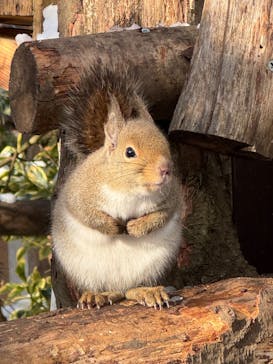那須どうぶつ王国に投稿された画像（2024/12/29）