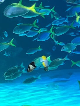サンシャイン水族館に投稿された画像（2024/12/29）