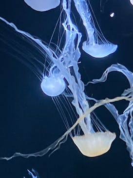 サンシャイン水族館に投稿された画像（2024/12/29）