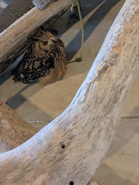 霞ケ浦 どうぶつとみんなのいえに投稿された画像（2024/12/29）