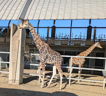 霞ケ浦 どうぶつとみんなのいえに投稿された画像（2024/12/29）