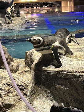 すみだ水族館に投稿された画像（2024/12/29）