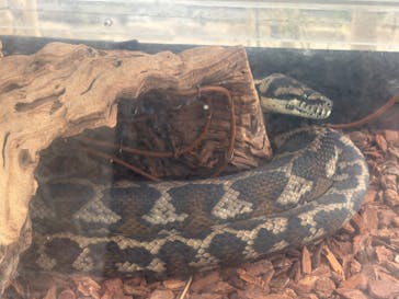 淡路ファームパーク イングランドの丘に投稿された画像（2024/12/29）