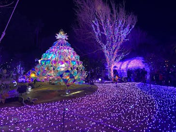 江の島シーキャンドルに投稿された画像（2024/12/29）