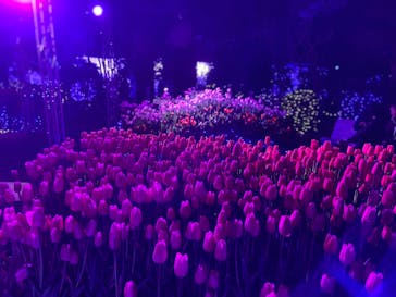 江の島シーキャンドルに投稿された画像（2024/12/29）