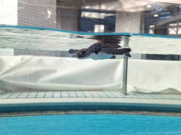 名古屋港水族館に投稿された画像（2024/12/29）