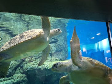 名古屋港水族館に投稿された画像（2024/12/29）